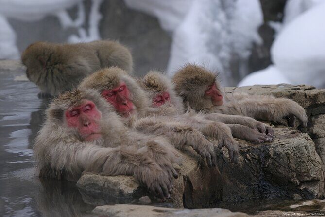 Nagano Snow Monkey 1 Day Tour with Beef Sukiyaki Lunch from Tokyo - Exploring the Itinerary in Detail