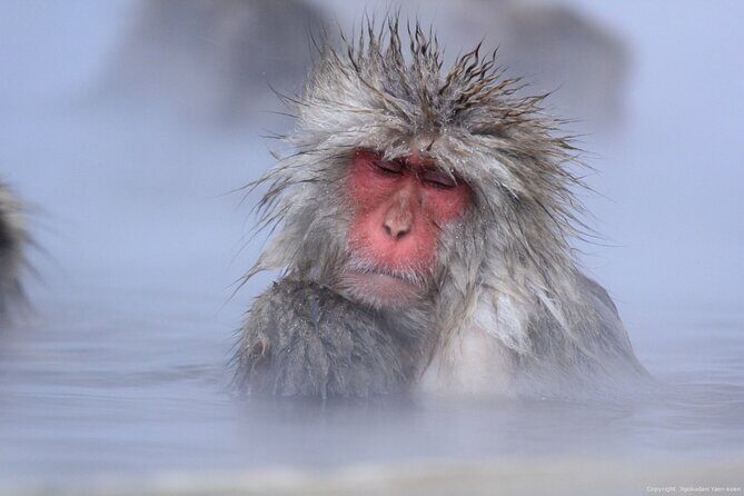 Nagano Snow Monkey 1 Day Tour with Beef Sukiyaki Lunch from Tokyo - The Sum Up