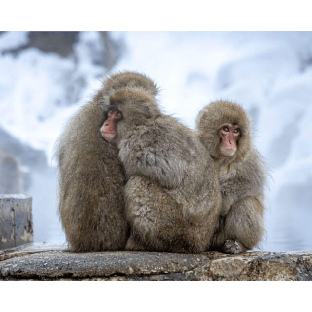 Nagano: Snow Monkey Private Instagramable Day Tour Low Price - Authentic Experiences and Real Feedback