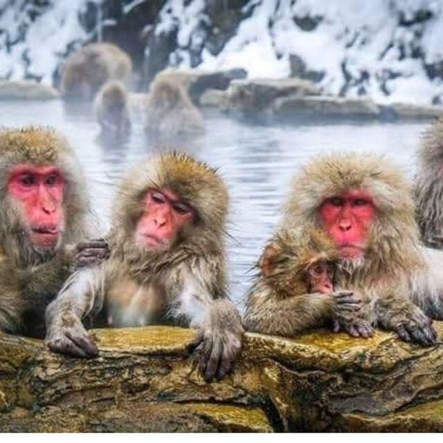 Nagano: Snow Monkey Private Instagramable Day Tour Low Price - FAQ