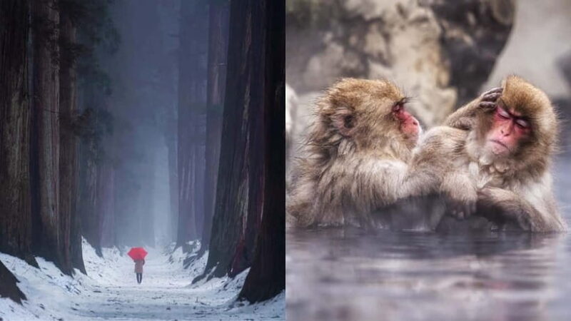 Nagano: Snow Monkeys & Togakushi Shrine Two-Spot in-One Day - Review Insights: Authentic Experiences and Reliable Guides