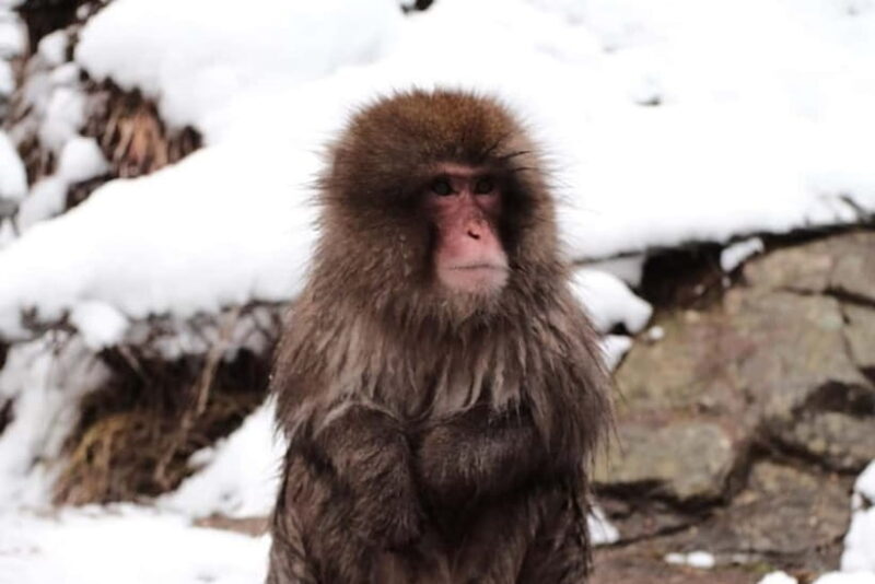 Nagano: Snow Monkeys & Togakushi Shrine Two-Spot in-One Day - FAQ