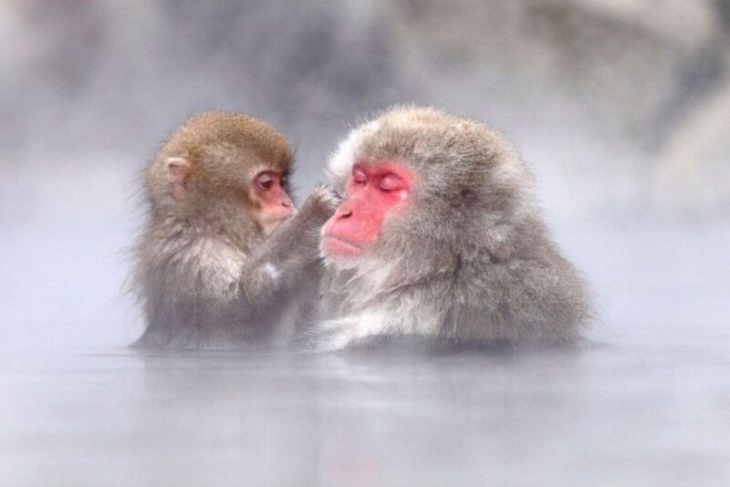 Nagano: Snow Monkeys, Zenkoji Temple & Sake Day Trip - Key Points