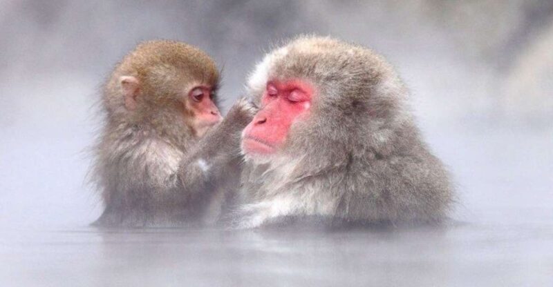 Nagano: Snow Monkeys, Zenkoji Temple & Sake Day Trip - Introduction: Why This Tour Is Worth Your Time
