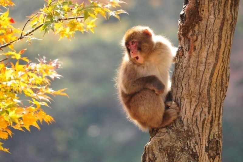 Nagano: Snow Monkeys, Zenkoji Temple & Sake Day Trip - A Deep Dive Into the Itinerary