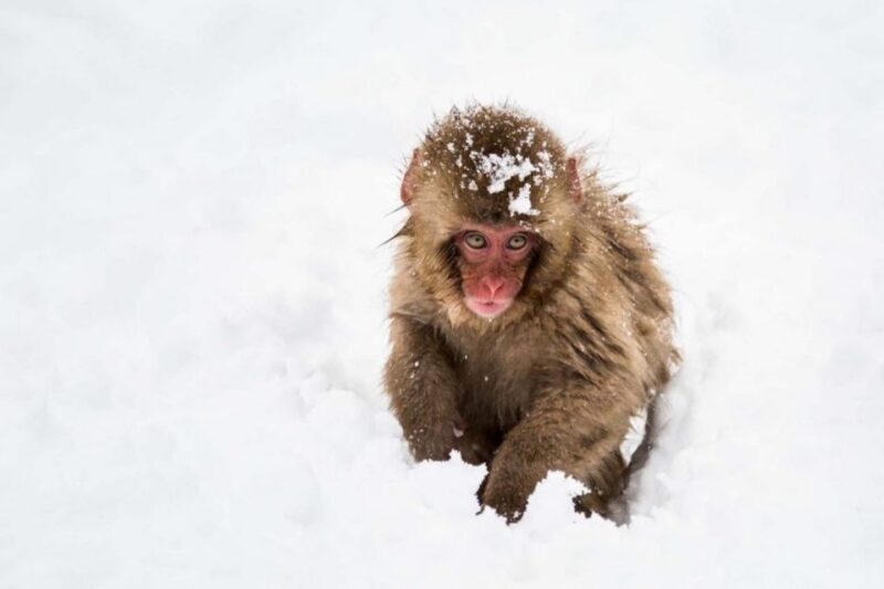 Nagano: Snow Monkeys, Zenkoji Temple & Sake Day Trip - What’s Included & Whats Not