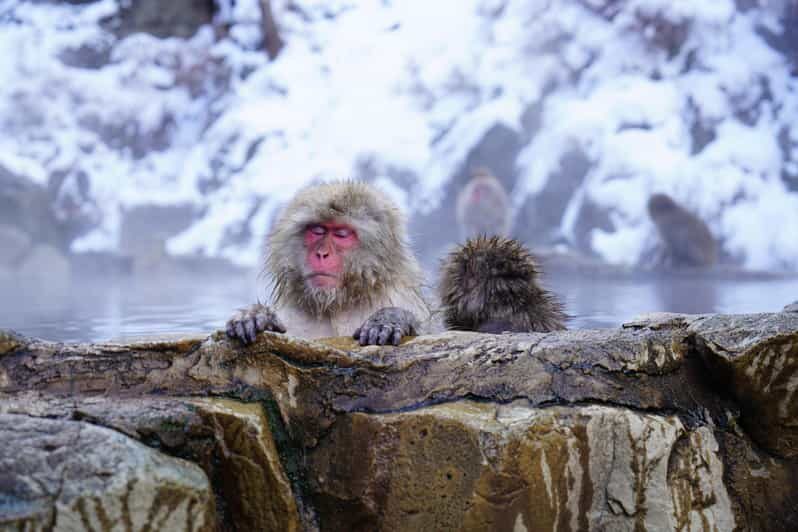 Nagano: Snow Monkeys, Zenkoji Temple & Sake Day Trip - The Itinerary in Detail