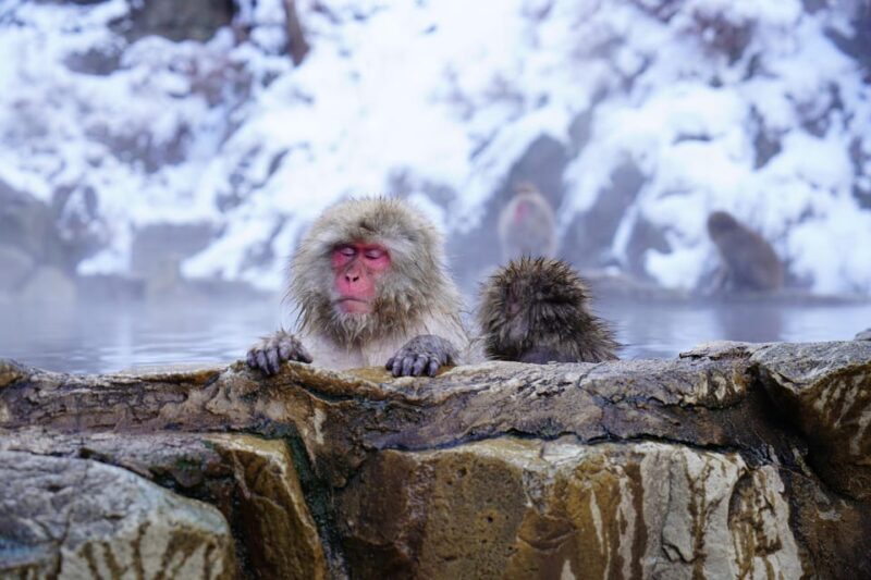 Nagano: Snow Monkeys, Zenkoji Temple & Sake Day Trip - Who Will Love This Tour?