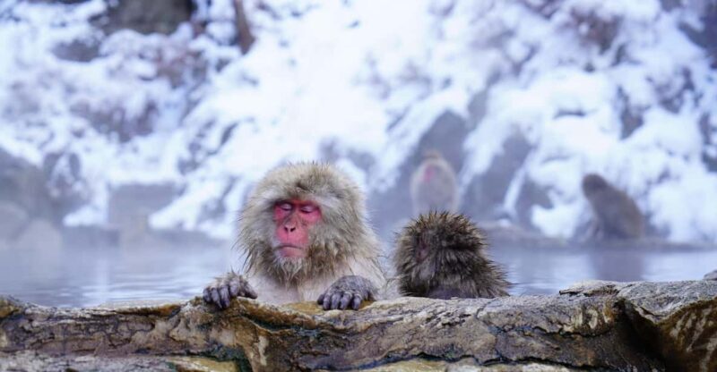 Nagano: Snow Monkeys, Zenkoji Temple & Sake Day Trip - FAQ