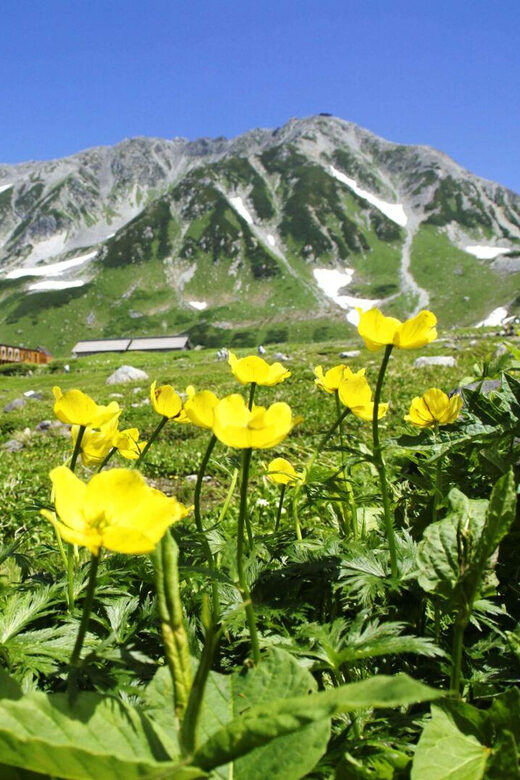Nagano: Tateyama-Kurobe Guided Walking Tour - The Value of the Experience