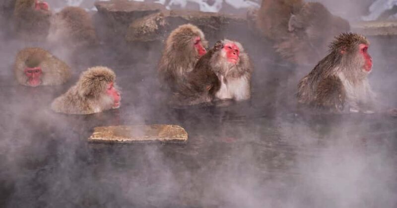 Nagano/Tokyo: Snow Monkey and Zenkoji Temple Private Tour - Key Points