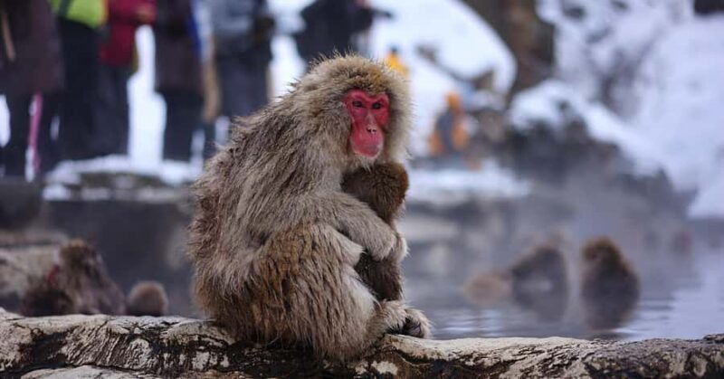 Nagano/Tokyo: Snow Monkey and Zenkoji Temple Private Tour - A Practical Look at the Experience