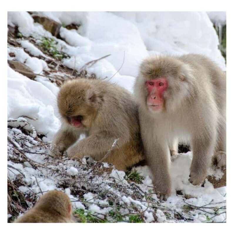 Nagano/Tokyo: Snow Monkey and Zenkoji Temple Private Tour - Who Is This Tour Best Suited For?