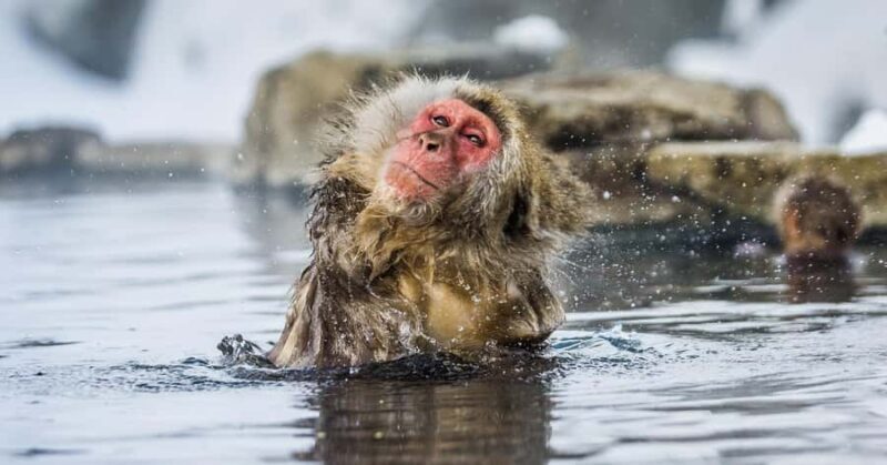 Nagano/Tokyo: Snow Monkey and Zenkoji Temple Private Tour - Final Thoughts