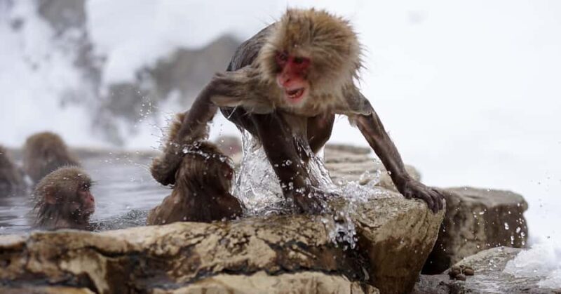 Nagano/Tokyo: Snow Monkey and Zenkoji Temple Private Tour - FAQ
