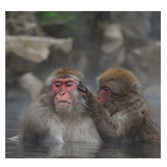 Nagano/Tokyo: Snow Monkey Private Day Tour At Lowest Rate - FAQ