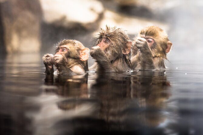 Nagano's Famous Snow Monkeys -Personalized Private Tour - An In-Depth Look at the Tour Experience