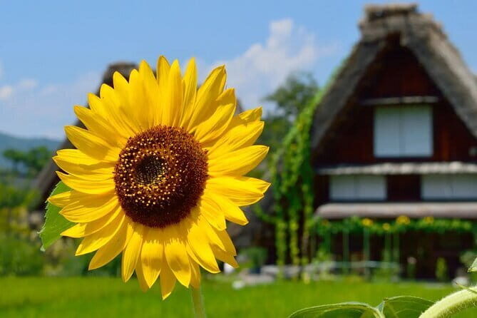 Nagoya: all-inclusive car tour to Korankei valley - Who Would Benefit Most?