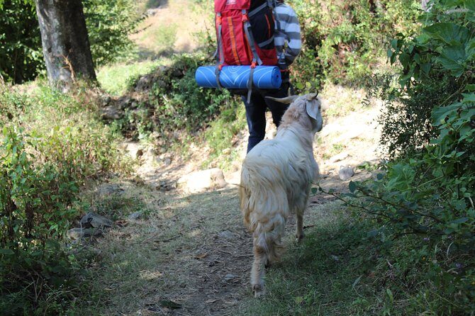 Nagtibba Trek (Dehradun to Dehradun) - Final Thoughts
