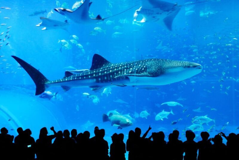 Naha: North Okinawa Sightseeing Tour & Churaumi Aquarium - Exploring North Okinawa with Jumbo Tours: A Practical Review
