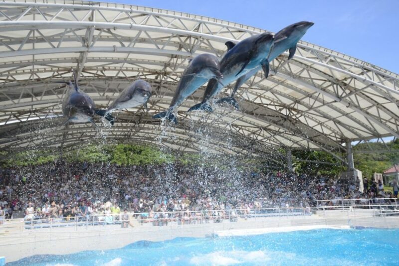 Naha: North Okinawa Sightseeing Tour & Churaumi Aquarium - Authentic Insights from Travelers