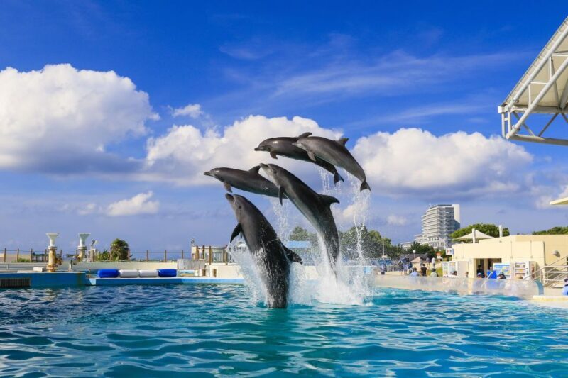 Naha: North Okinawa Sightseeing Tour & Churaumi Aquarium - Final Thoughts: Who Will Love This Tour?