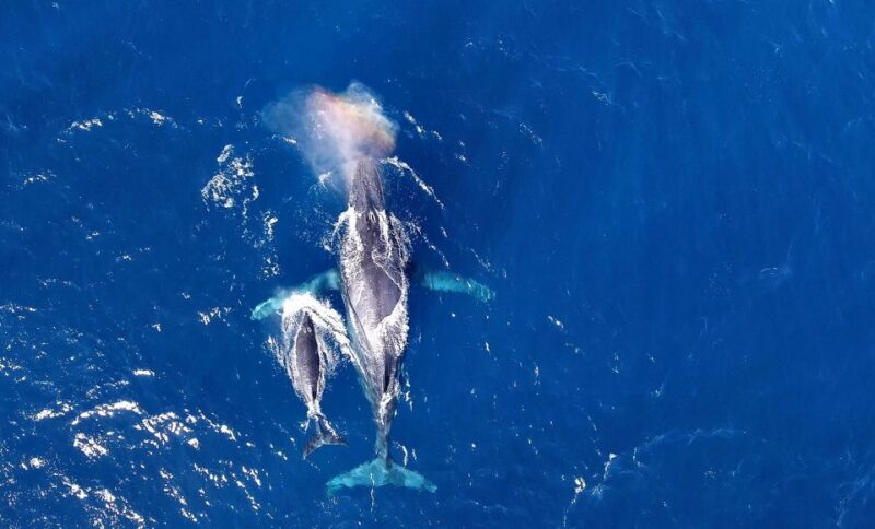Naha, Okinawa: Kerama Islands Half-Day Whale Watching Tour - An Honest Look at the Whale Watching Experience in Okinawa