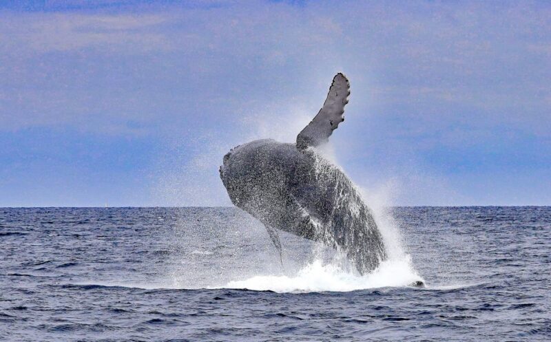 Naha, Okinawa: Kerama Islands Half-Day Whale Watching Tour - Final Word