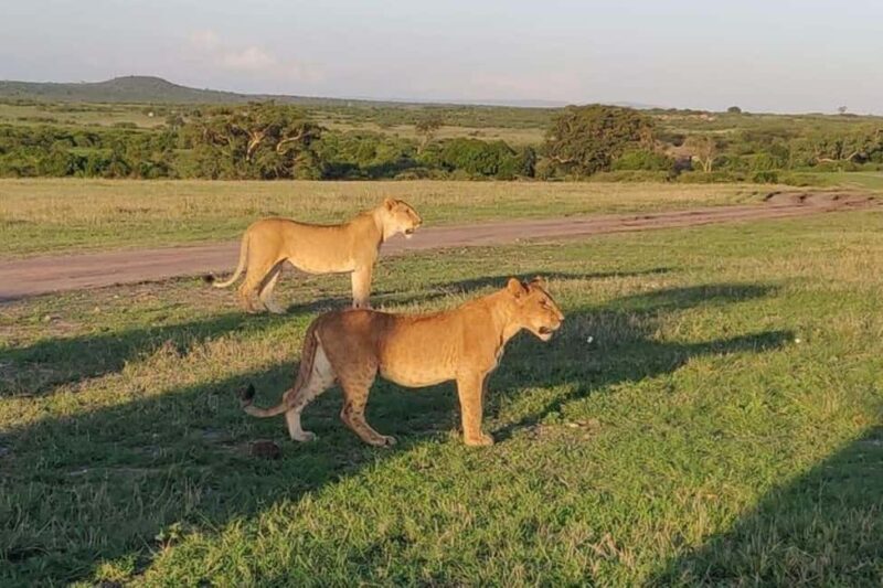 Nairobi: 2-Day Amboseli National Park Safari with - Key Points