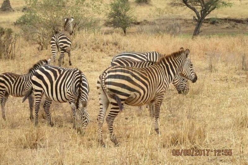 Nairobi: 2-Day Amboseli National Park Safari with - Practical Considerations for Travelers