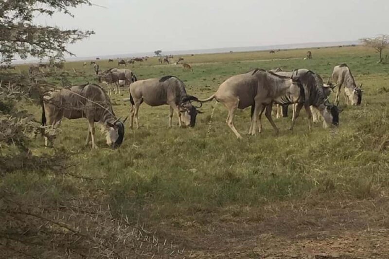 Nairobi: 2 Days Amboseli National Park Safari with Entry Fee - Who Is This Tour Best For?