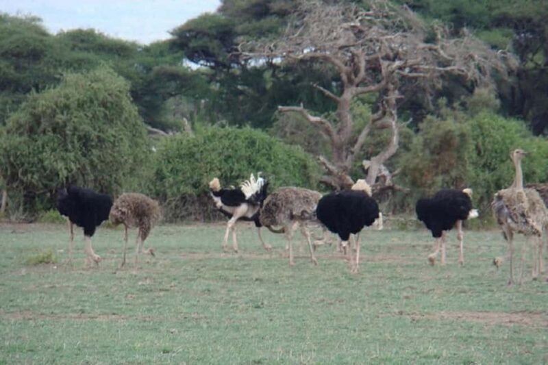 Nairobi: 2 Days Amboseli National Park Safari with Entry Fee - Final Thoughts