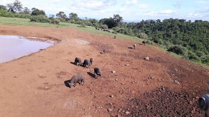 Nairobi: 3-Day Aberdare National Park Safari - Final Thoughts