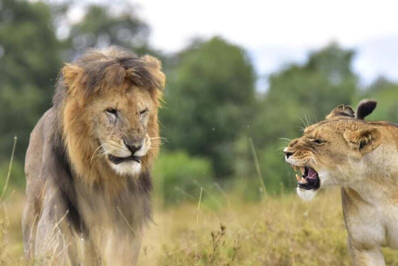 Nairobi: 3-Day Aberdares and Ol Pejeta Safari Tour - Key Points