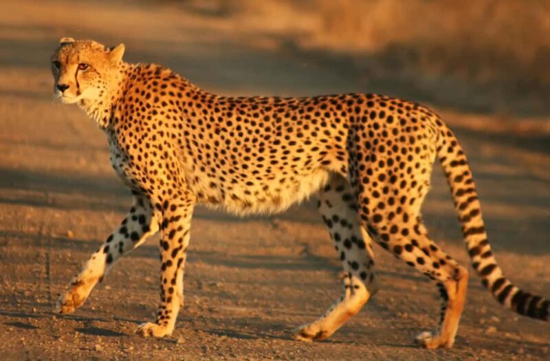 Nairobi: 3-Day All-Inclusive Samburu National Park Safari - Key Points