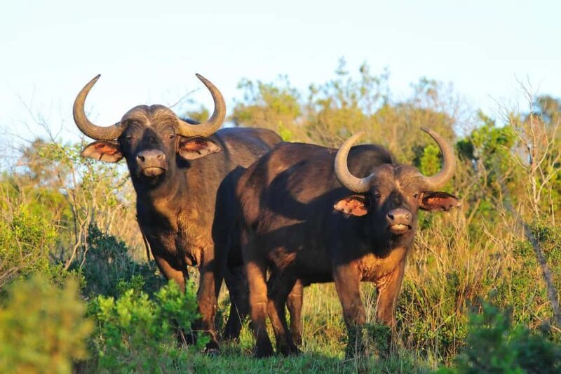 Nairobi: 3-Day All-Inclusive Samburu National Park Safari - An In-Depth Look at the 3-Day Samburu Safari