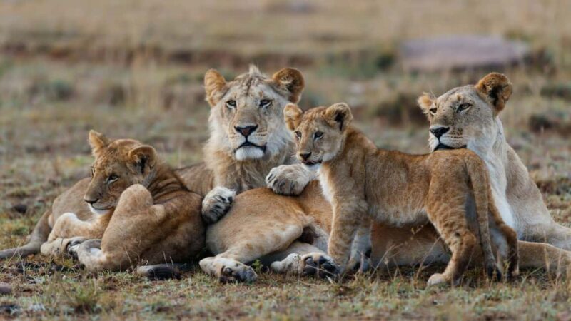 Nairobi: 3-Day All-Inclusive Samburu National Park Safari - Is It Worth the Price?