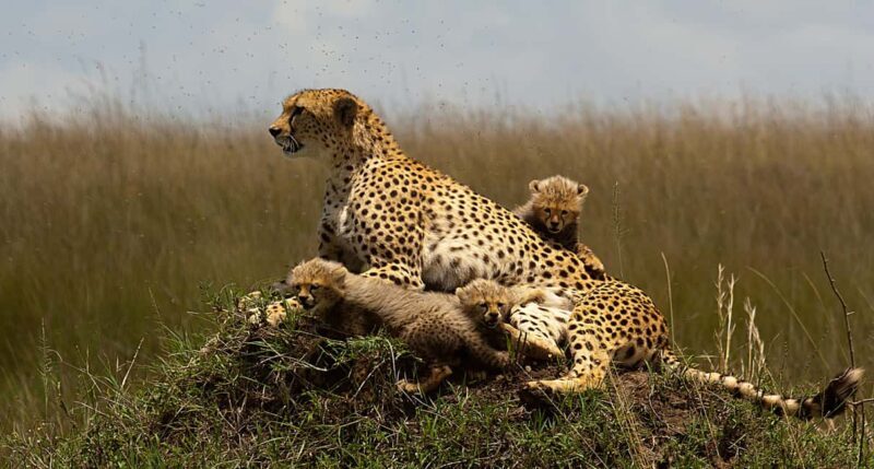 Nairobi: 3-day all-inclusive Samburu National park safari - Exploring Kenya’s Northern Wilderness