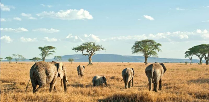 Nairobi: 3-day all-inclusive Samburu National park safari - Day 3: Return to Nairobi