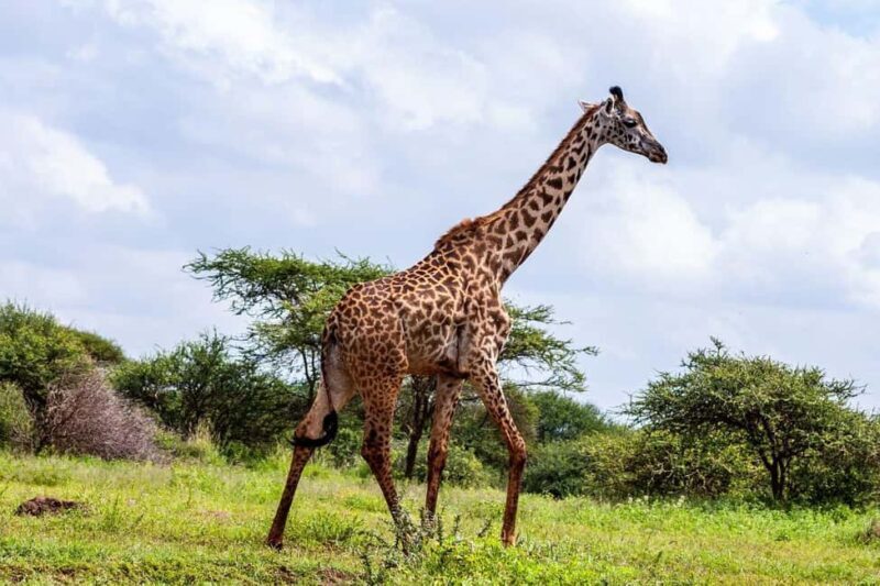 Nairobi: 3-Day Amboseli National Park Safari - Key Points