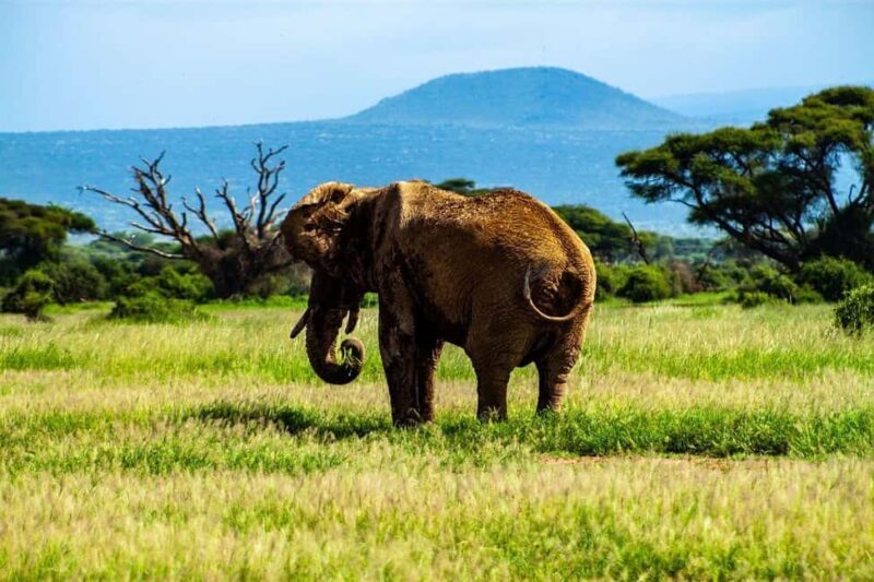 Nairobi: 3-Day Amboseli National Park Safari - Authentic sightings and photography opportunities