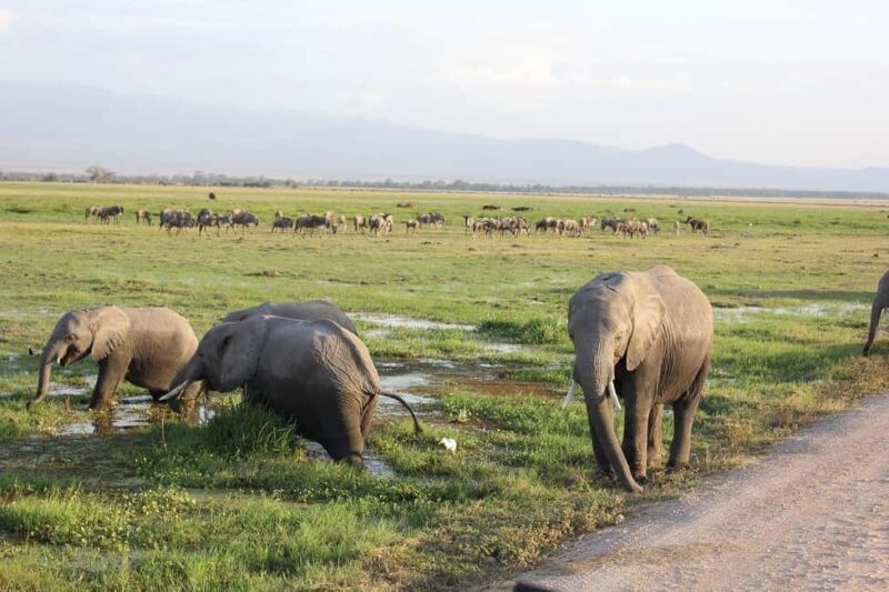 Nairobi: 3-Day Amboseli National Park Safari - Final thoughts