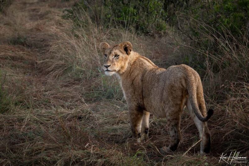 Nairobi: 3-Day Maasai Mara Safari with Accommodation - Key Points