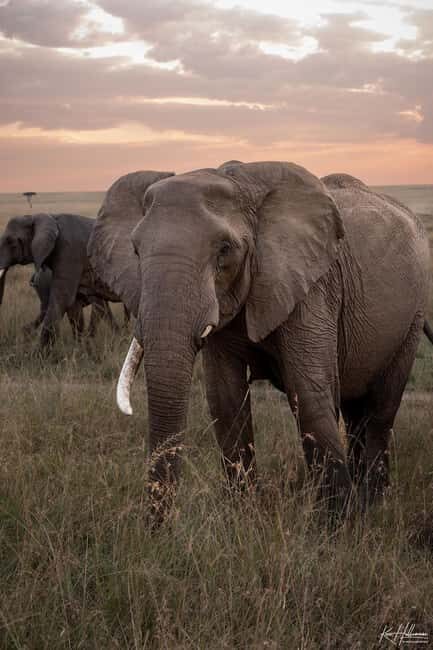 Nairobi: 3-Day Maasai Mara Safari with Accommodation - An In-Depth Look at the 3-Day Maasai Mara Safari