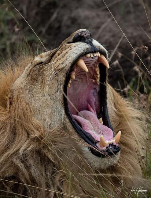 Nairobi: 3-Day Maasai Mara Safari with Accommodation - How the Tour Operates and Booking Considerations