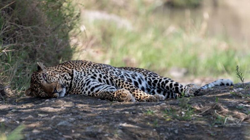 Nairobi: 3-Day Maasai Mara Safari with Accommodation - Final Thoughts: Is This Safari Right for You?