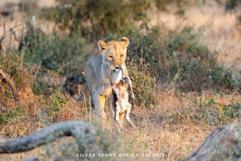 Nairobi: 3-Day Nakuru and Maasai Mara National Parks Safari - Key Points