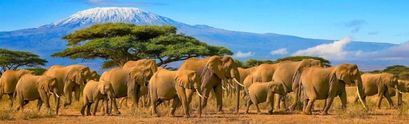 Nairobi: 3-Day Safari in Amboseli National Park Camp - Key Points