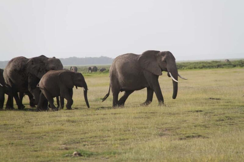 Nairobi: 3-Day Safari in Amboseli National Park Camp - Whats Included and Whats Not