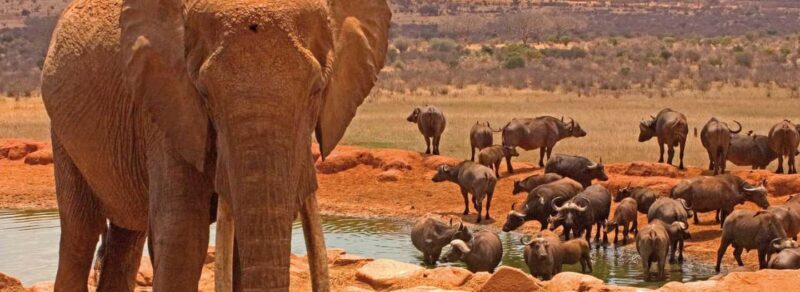 Nairobi: 3-Day Safari in Amboseli National Park Camp - Authenticity and Local Experience